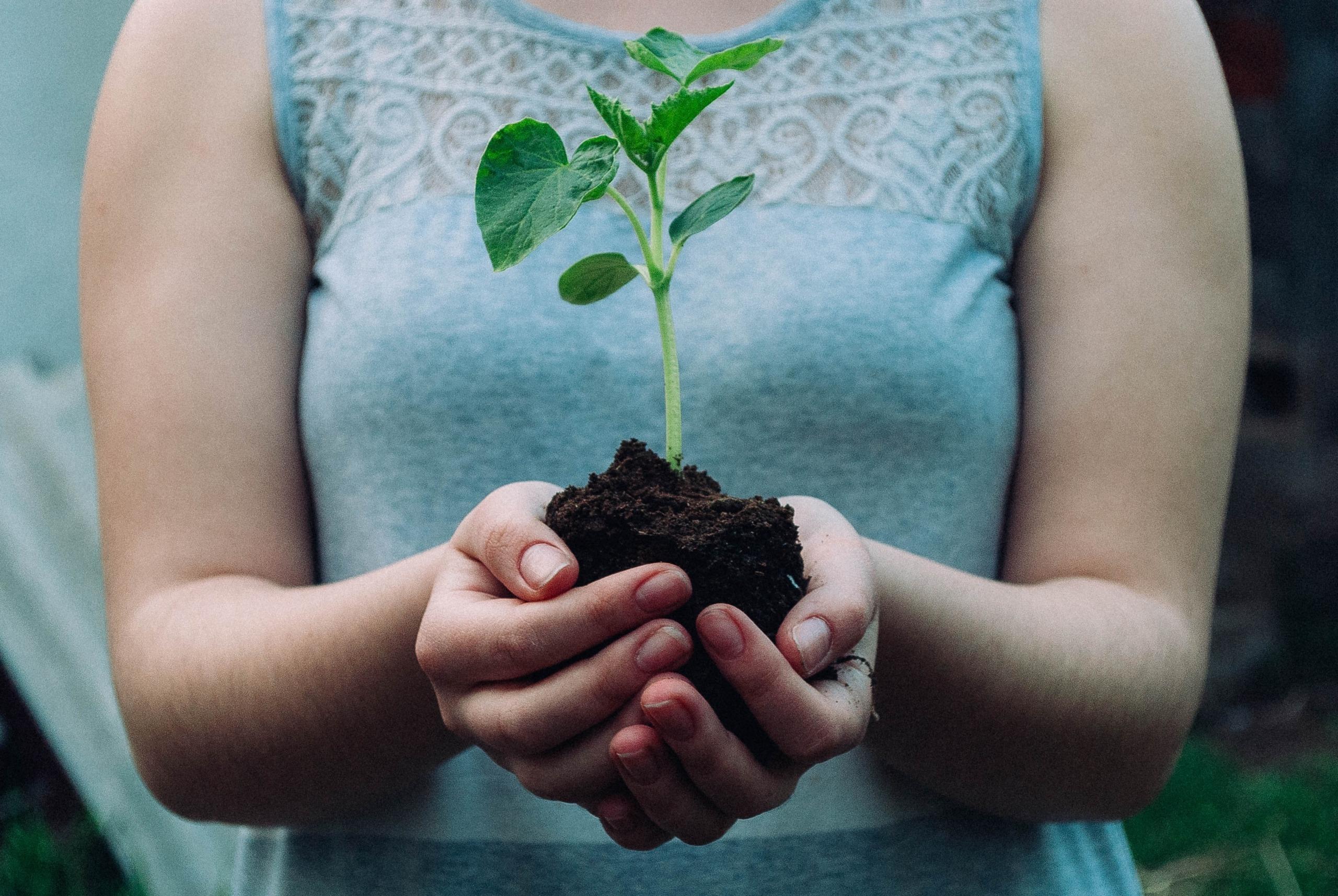 nikola-jovanovic-OBok3F8buKY-unsplash Person holding seedling